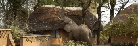 Wildlife Camp