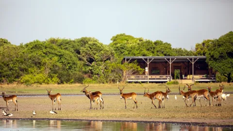 Shoebill Island Camp