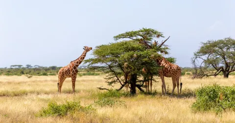 3-Day Masai Mara Premium Luxury Safari gallery image