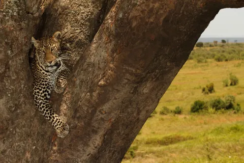 3-Day Masai Mara Premium Luxury Safari gallery image
