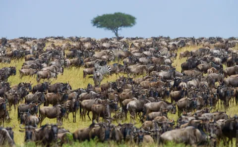 3-Day Masai Mara Premium Luxury Safari gallery image