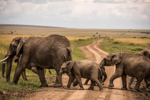 3-Day Masai Mara Premium Luxury Safari gallery image