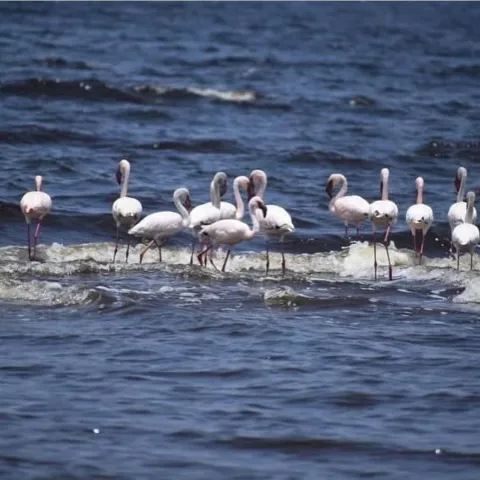5-Day Ethiopia Rift Valley Lakes Wildlife Nature Escape gallery image
