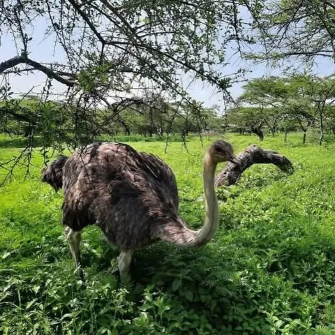5-Day Ethiopia Rift Valley Lakes Wildlife Nature Escape gallery image