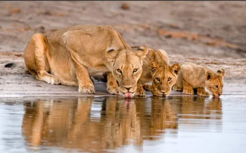 1-Day Ultimate Hwange National Park Day Tour gallery image