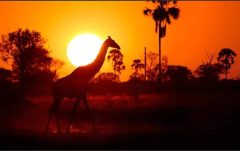 1-Day Ultimate Hwange National Park Day Tour gallery image