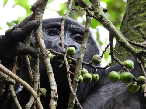 11-Day Uganda Ultimate Luxury Safari gallery image