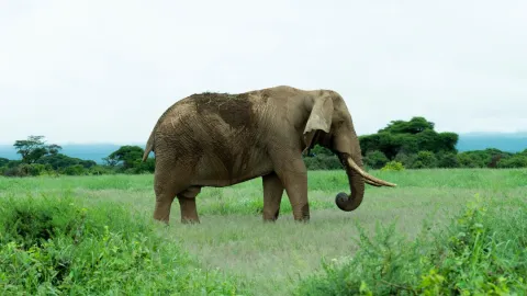 1-Day Ngorongoro Crater Day Trip From Arusha gallery image