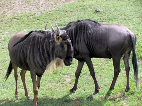 8-Day Amboseli , Lake Manyara, Serengeti, Ngorongoro Crater gallery image