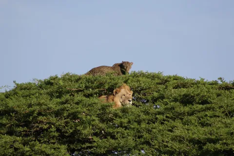 8-Day Amboseli , Lake Manyara, Serengeti, Ngorongoro Crater gallery image