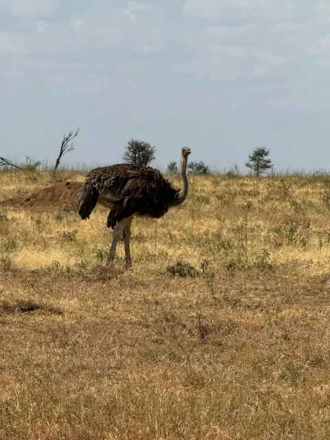8-Day Kenya Wildlife Viewing and Tanzania Big Five Experience gallery image