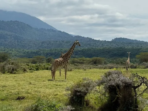 8-Day Kenya Wildlife Viewing and Tanzania Big Five Experience gallery image