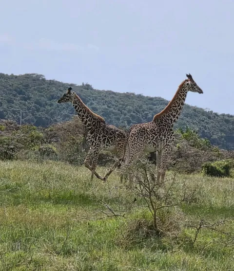 4-Day Arusha Park, Lake Manyara, Tarangire and Ngorongoro gallery image