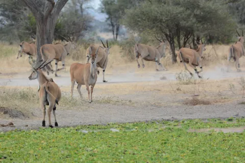 5-Day Selous Game Reserve & Mikumi National Park Tour: gallery image