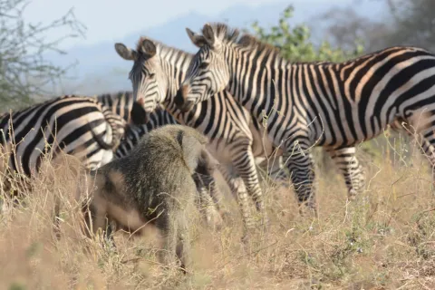 5-Day Selous Game Reserve & Mikumi National Park Tour: gallery image