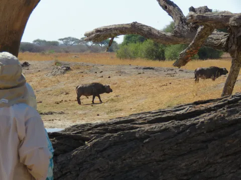 5-Day Selous Game Reserve & Mikumi National Park Tour: gallery image