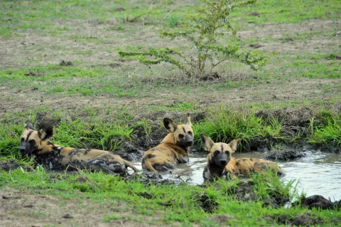 3-Day Mikumi National Park Safari By Train gallery image