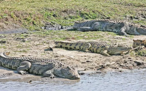 3-Day Mikumi National Park Safari By Train gallery image