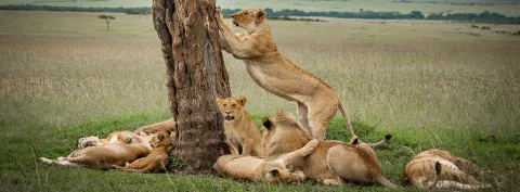 5-Day Tanzania Safari – Tarangire, Serengeti & Ngorongoro gallery image