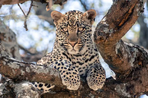 5-Day Tanzania Safari – Tarangire, Serengeti & Ngorongoro gallery image