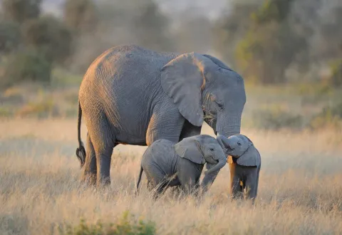 3-Day Tarangire, Ngorongoro Crater & Lake Manyara gallery image