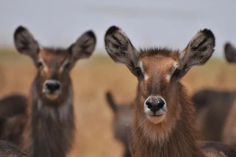 6-Day Tanzania Wildlife & Culture Safari gallery image