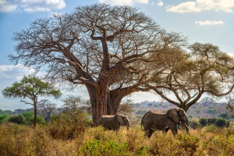 6-Day Tanzania Wildlife & Culture Safari gallery image