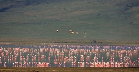 7-Day Ultimate Northern Tanzania Safari: gallery image