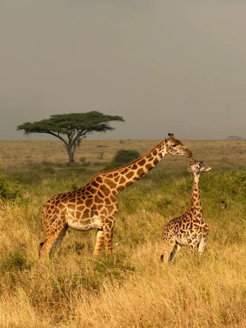 5-Day Days Tanzania Signature Safari gallery image