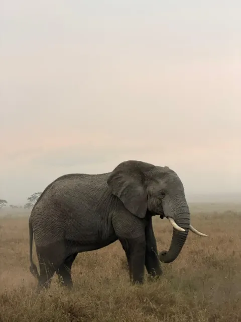 5-Day Days Tanzania Signature Safari gallery image