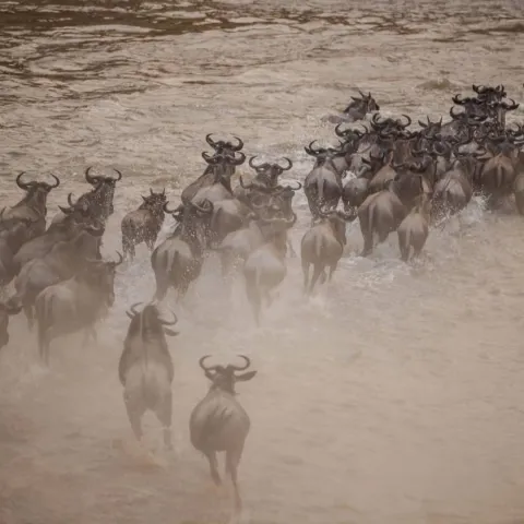 5-Day Days Tanzania Signature Safari gallery image