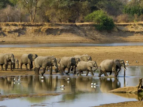 7-Day South Luangwa Luxury Safari gallery image