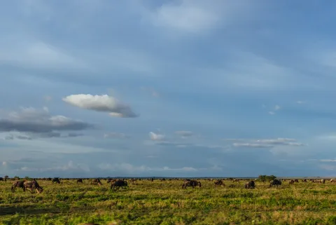 4-Day Serengeti FLY-in Safari from Zanzibar gallery image