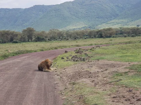 4-Day Serengeti FLY-in Safari from Zanzibar gallery image