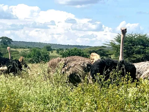 4-Day FLY-In Safari to Serengeti National Park from Arusha. gallery image