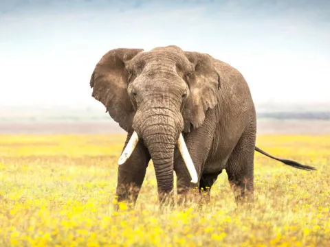4-Day FLY-In Safari to Serengeti National Park from Arusha. gallery image