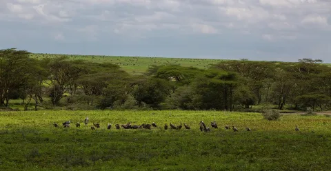 3-Day FLY-In Safari to Serengeti National Park from Zanzibar. gallery image