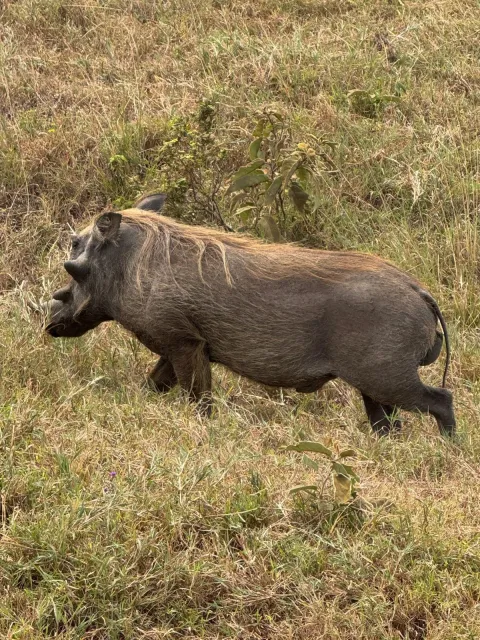 4-Day FLY-In Serengeti Migration Safari from Zanzibar gallery image