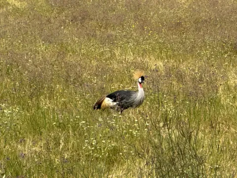 4-Day FLY-In Serengeti Migration Safari from Zanzibar gallery image