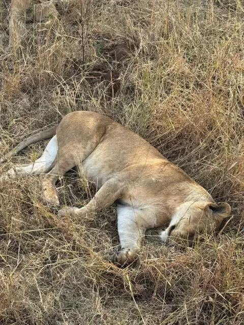 4-Day FLY-In Serengeti Migration Safari from Zanzibar gallery image