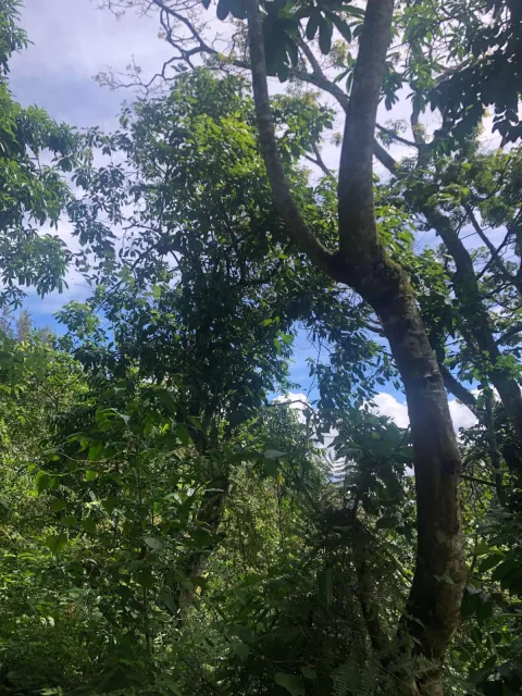 1-Day Materuni Waterfall Experience gallery image