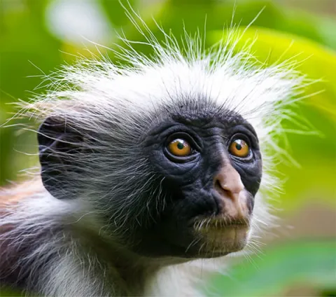 9-Day Southern Circuit Safari and Zanzibar Beach Experience gallery image