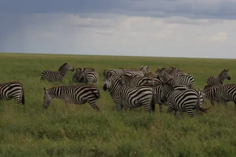 3-Day Serengeti Wildlife with Ngorongoro gallery image