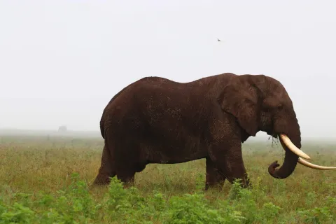3-Day Serengeti Wildlife with Ngorongoro gallery image