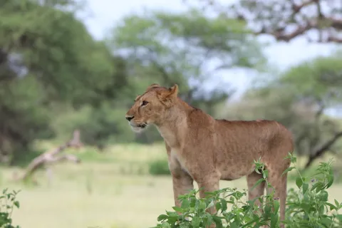 3-Day Serengeti Wildlife with Ngorongoro gallery image