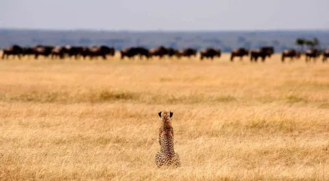 4-Day Serengeti Balloon & Ngorongoro from Zanzibar gallery image