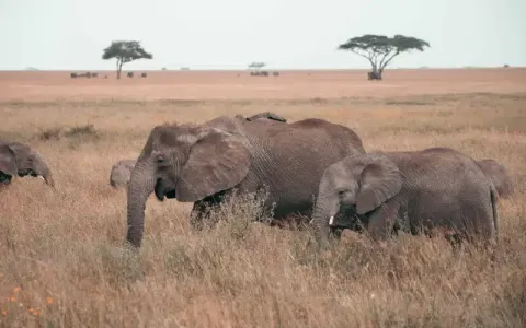 4-Day Serengeti Balloon & Ngorongoro from Zanzibar gallery image