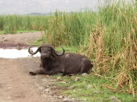 1-Day Arusha National Park Day Trip - Joining Group gallery image