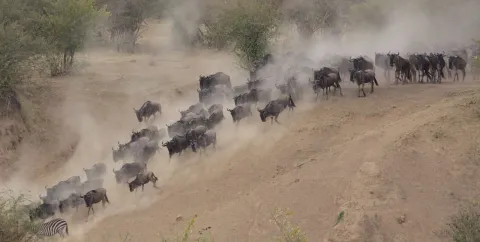 7-Day From Baobabs to the Big5-Great Migration Family Safari gallery image