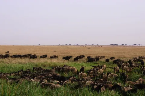 8-Day Northern Serengeti Mara River Crossing Focus Safari gallery image